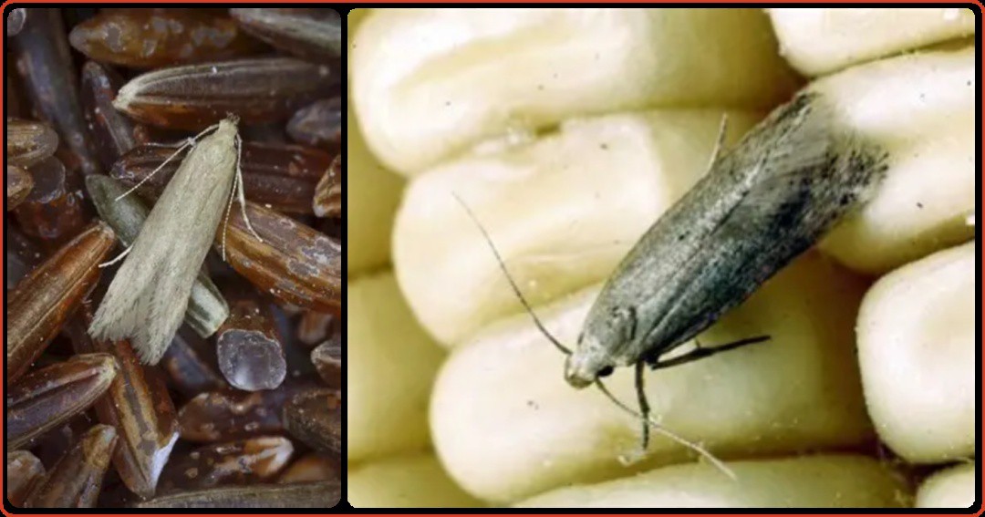 Grain moth Grain moth